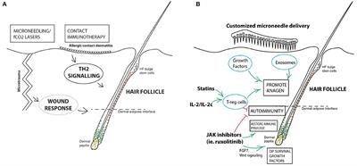 Targeted immunotherapy for hair regrowth and regeneration